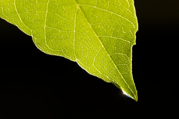 Gota de agua sobre la hoja verde