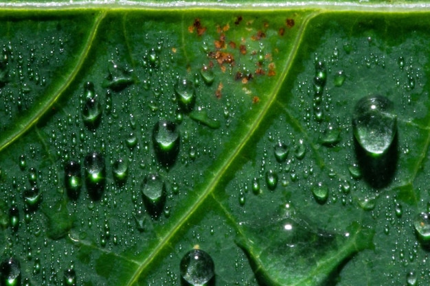 gota de agua sobre una hoja verde