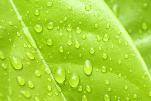 Gota de agua sobre la hoja verde