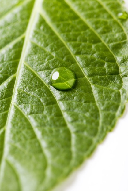 gota de agua sobre una hoja verde