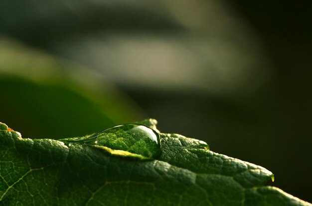 Una gota de agua sobre una hoja.