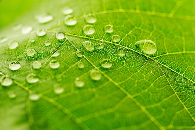 Gota de agua sobre macro de hoja verde