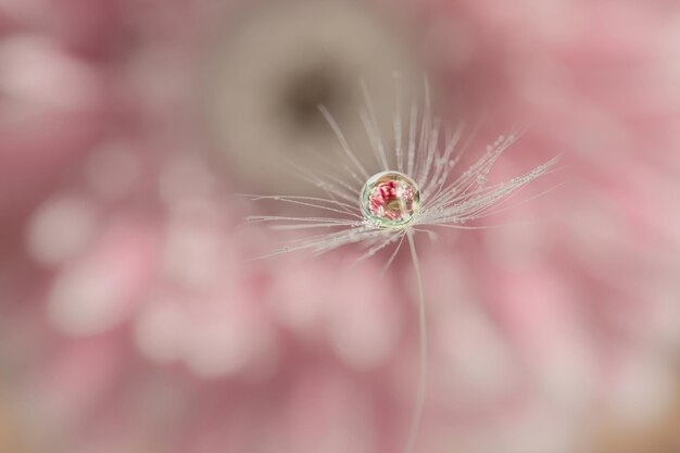 Una gota de agua sobre una pelusa de diente de león con un reflejo de una flor rosa dentro del fondo natural