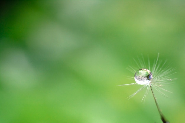 Gota de agua sobre la semilla de una flor de diente de león