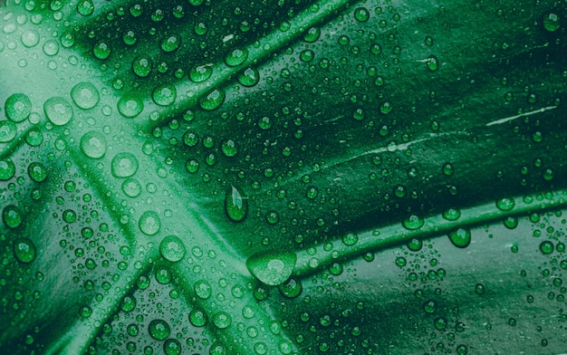 Gota de agua sobre la textura verde de la hoja, planta tropical