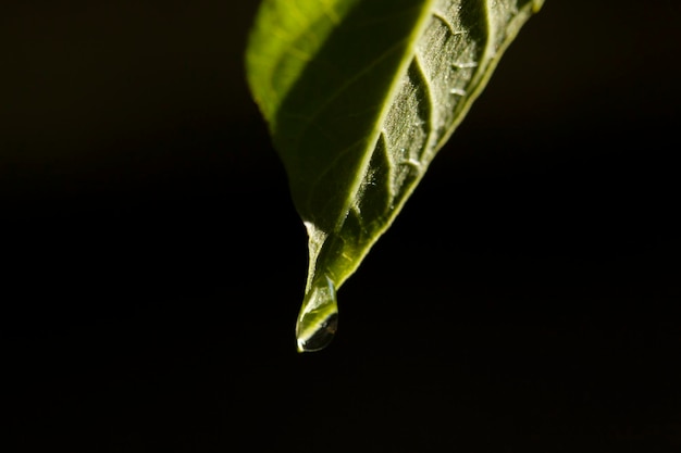 gota de agua