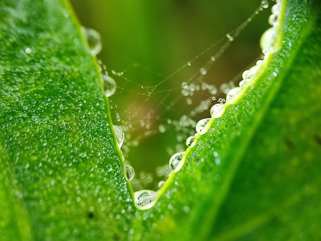 gota de agua