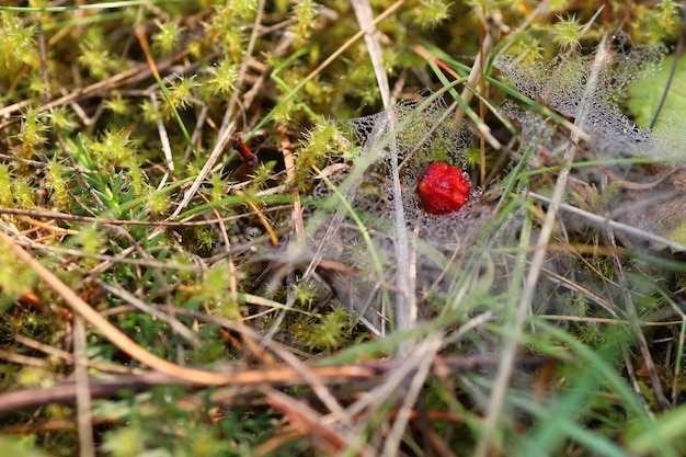 gota d'água de orvalho de teia de aranha