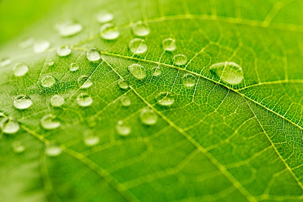 Gota d'água em macro folha verde