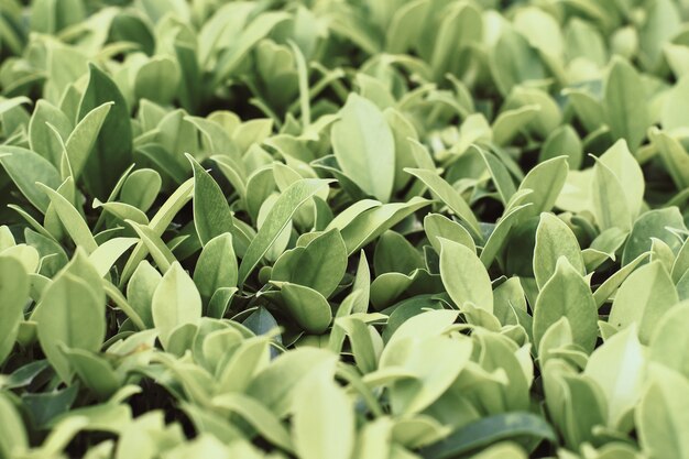 Gota de água em grandes folhas verdes