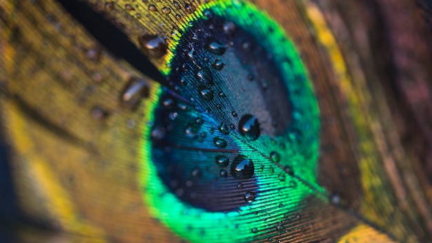 Foto gota de água flutuando em uma bela pena de pavão