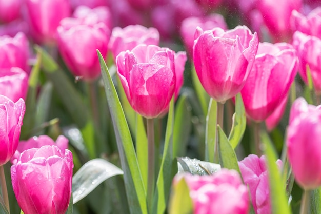 Gota de água na flor de tulipa rosa