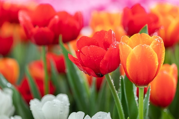 Gota de água na flor tulipa vermelha e laranja