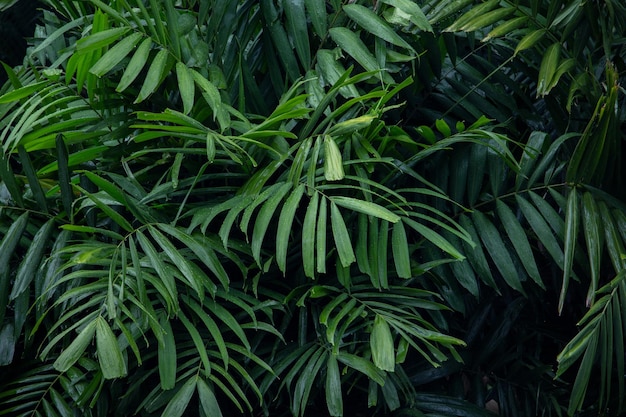 Foto gota de água na folha de palmeira verde