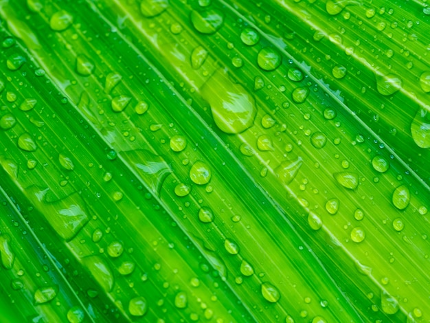 Gota de água na folha de palmeira verde