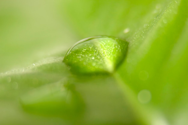 Gota de água na folha verde