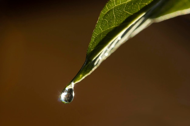 Foto gota de água na folha verde