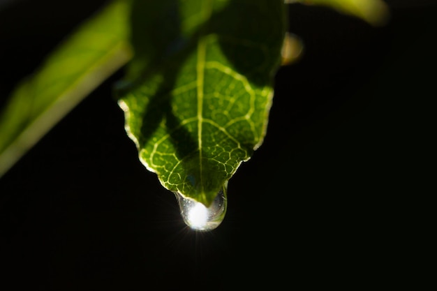 Gota de água na folha verde