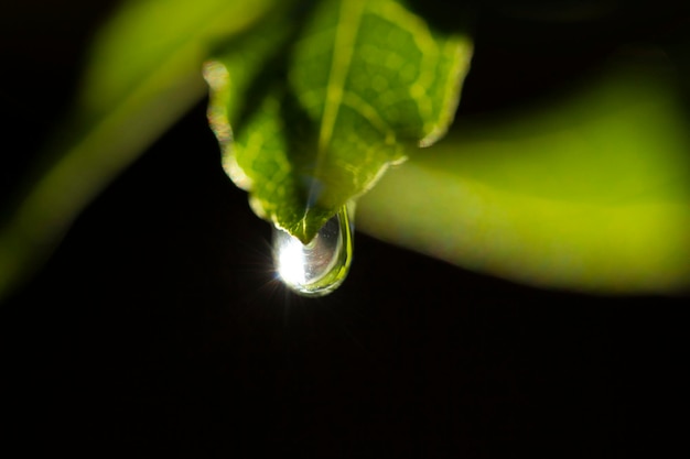 Gota de água na folha verde