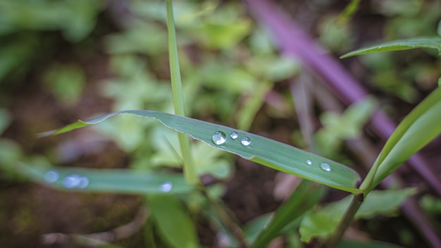 Gota de água nas folhas verdes