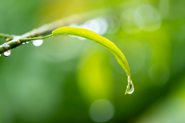 Gota de água pingando da folha no fundo verde desfocado