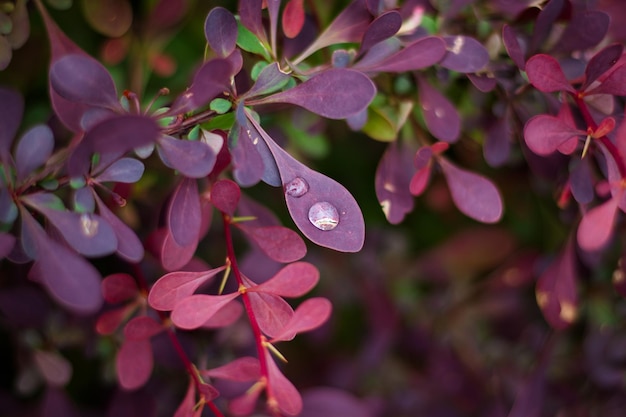 Gota de chuva em uma folha de uma planta borgonha Lindas folhas borgonha