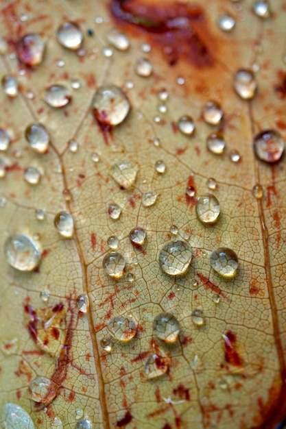 Foto gota de chuva na folha marrom na temporada de outono, cores de outono na natureza