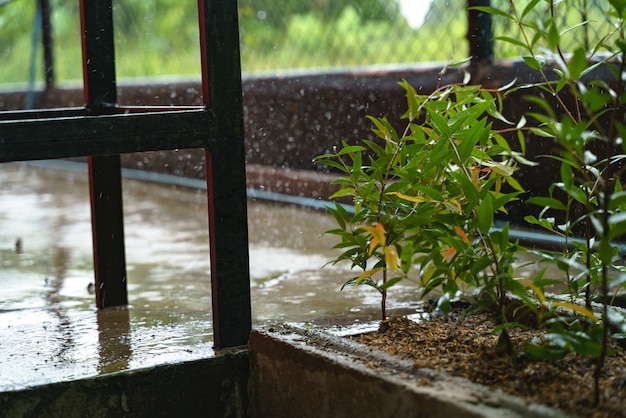 Foto gota de chuva na planta da árvore de cristina