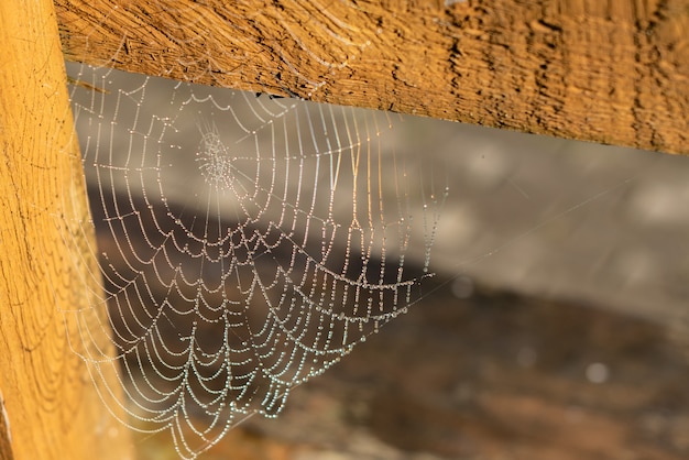 Foto gota de condensação na teia de aranha