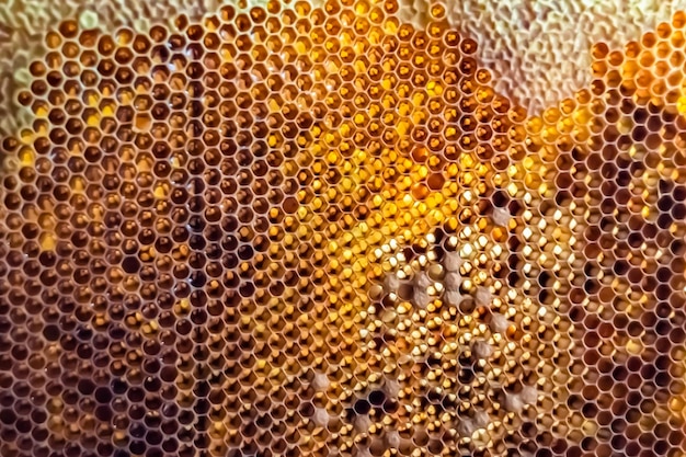 Foto gota de mel de abelha gotejamento de favos de mel hexagonais preenchidos com favos de mel de néctar dourado composição de verão que consiste em gota de mel natural em moldura de cera gota de mel de abelha gotejamento em favos de mel