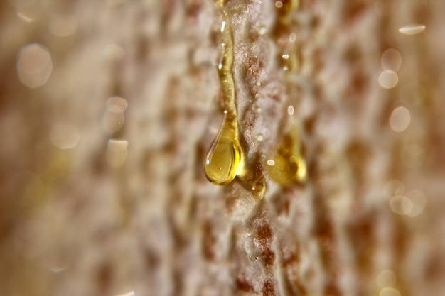 Gota de mel pingando do favo de mel closeup