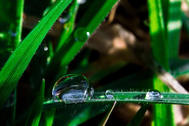 Gota de orvalho fechada com reflexo na grama verde Foto macro de nova vida na primavera