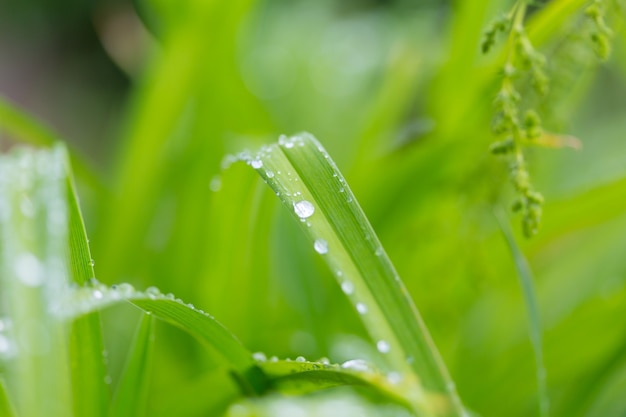 Gota de orvalho na folha verde com luz do sol