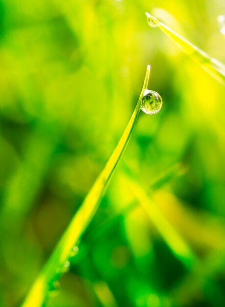 Gota de orvalho na grama verde