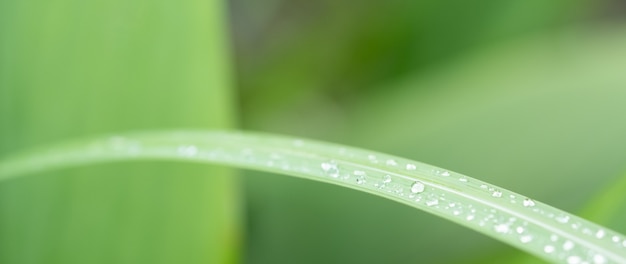 Gota de orvalho nas folhas e fundo desfocado