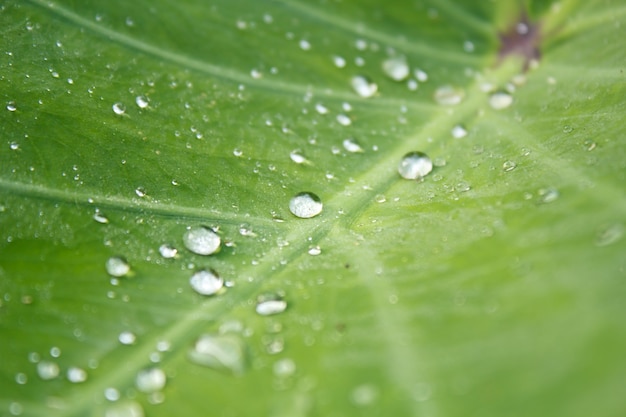 Gota de pérola de água na folha verde