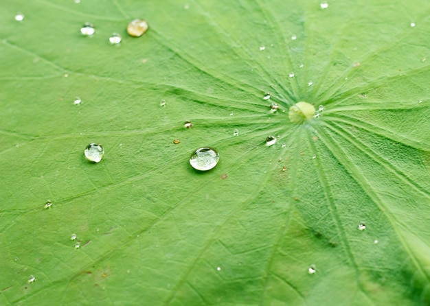 Gota de pérola de água na folha verde