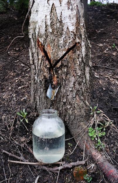 Gota de seiva de bétula, pingando em um frasco de vidro