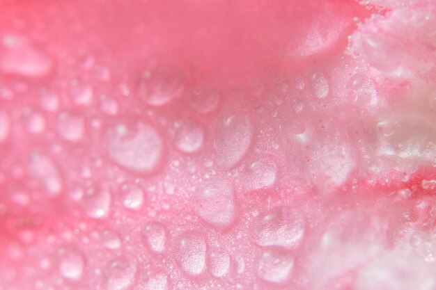 Gota de fondo sobre los pétalos de flor rosa