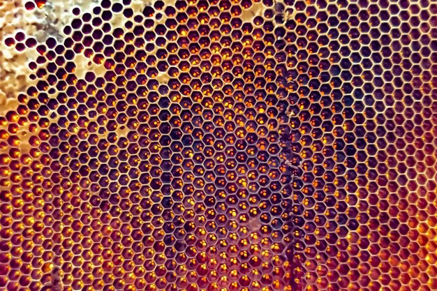 Gota de goteo de miel de abeja de panales hexagonales llenos de néctar dorado Composición de verano de panales que consiste en una gota de goteo de miel natural sobre una abeja con marco de cera Gota de goteo de miel de abeja en panales