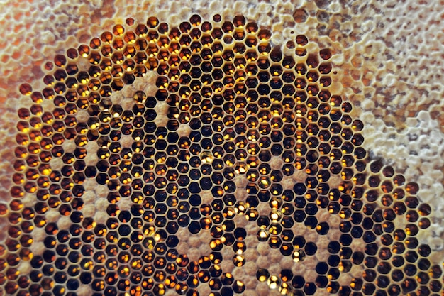 Gota de goteo de miel de abeja de panales hexagonales llenos de néctar dorado Composición de verano de panales que consiste en una gota de goteo de miel natural sobre una abeja con marco de cera Gota de goteo de miel de abeja en panales