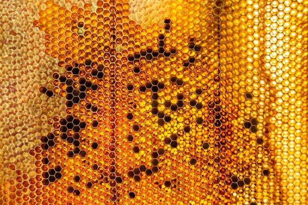 Gota de goteo de miel de abeja de panales hexagonales llenos de néctar dorado