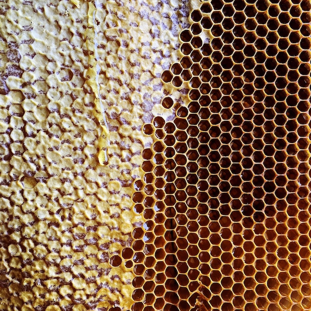 Gota de goteo de miel de abeja de panales hexagonales llenos de néctar dorado