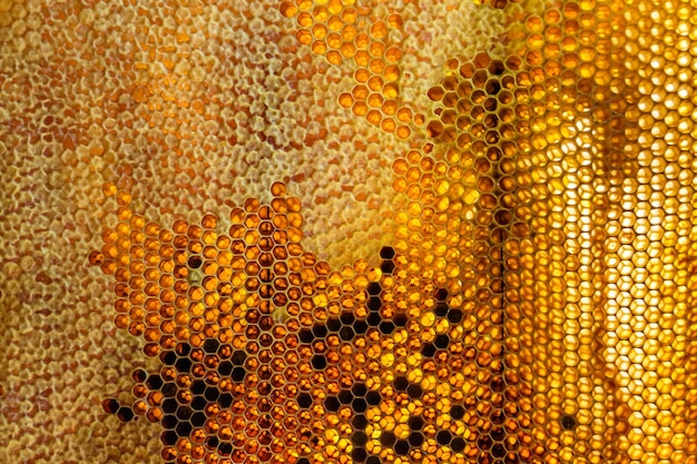 Gota de goteo de miel de abeja de panales hexagonales llenos de néctar dorado