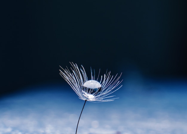 Gota hermosa del agua en una macro de la semilla de flor del diente de león en naturaleza. espacio libre para texto.