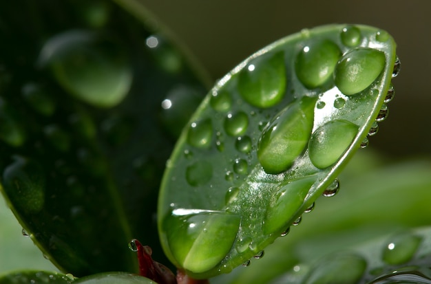 Gota de lluvia de agua sobre la hoja verde con iluminación natural