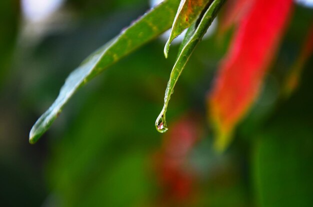 Gota de lluvia y gota de rocío de agua en la hoja verde en el árbol de la planta en la selva tropical de frescura de la cascada de Chet Sao Noi y el parque nacional del bosque en Saraburi Tailandia