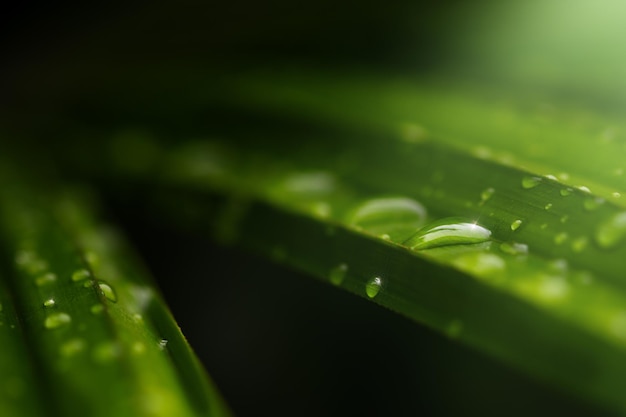 Gota de lluvia en hoja de palma