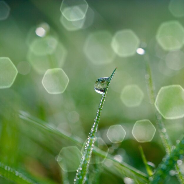 gota de lluvia sobre la hierba verde en días lluviosos en temporada de invierno, fondo verde y brillante