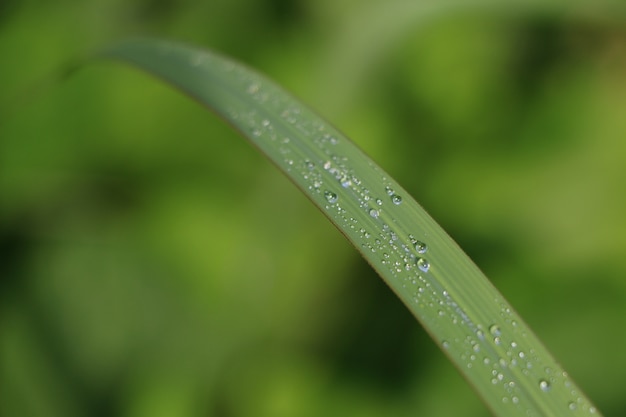 gota de lluvia sobre la hierba verde